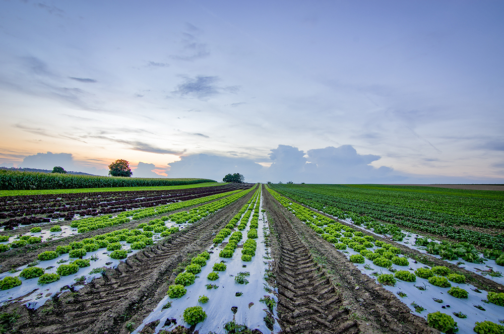 rows of growing lettuce