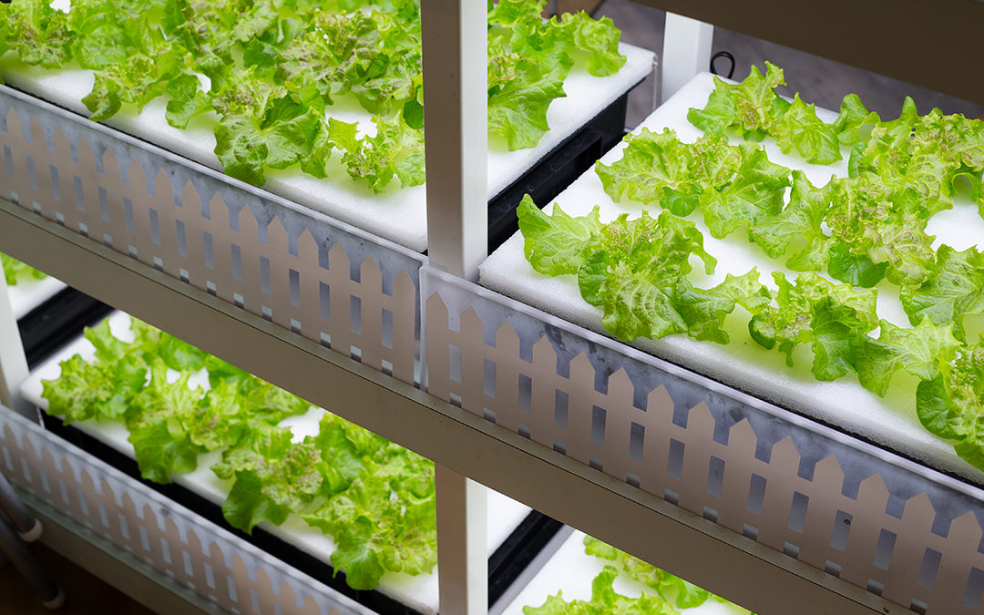 Hydroponics: History, Uses and Interesting Facts