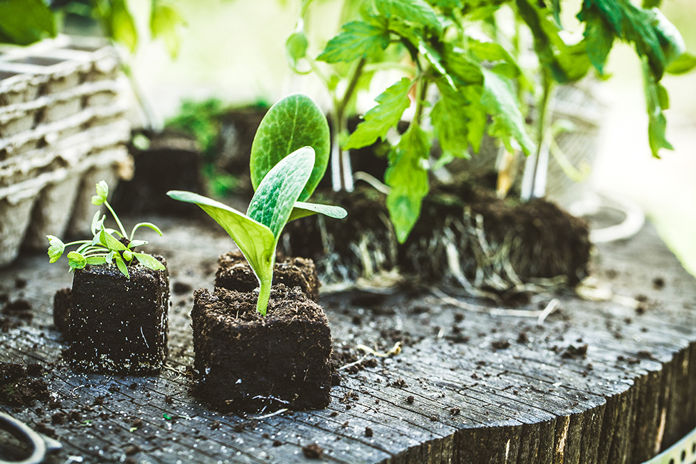 Plant in soil with plant nutrients
