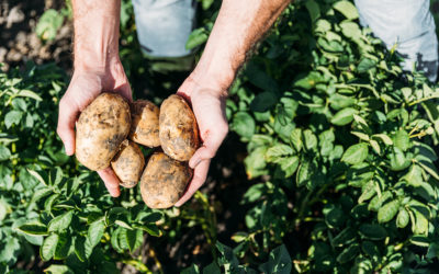 Nebraska Potato Grower – Growing Your Potato Profits