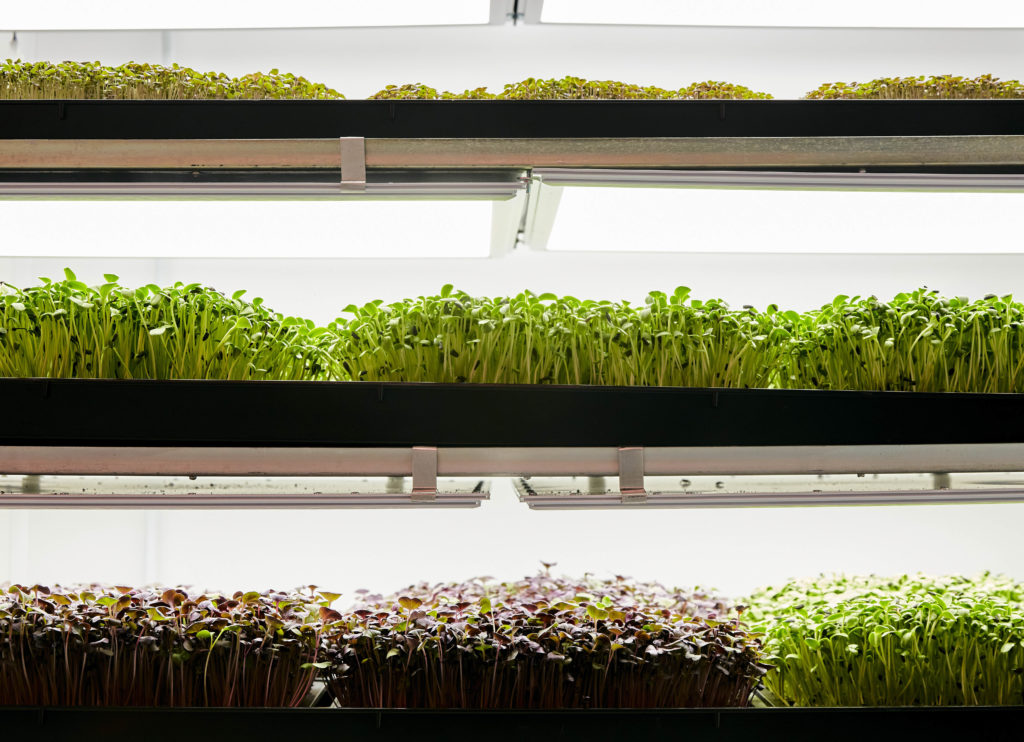 Trays of microgreen seedlings growing in vertical farm