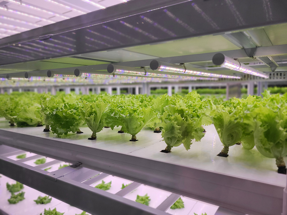 Vegetables are growing in indoor farm(vertical farm). Vertical farming is sustainable agriculture for future food and used for plant vaccine.
