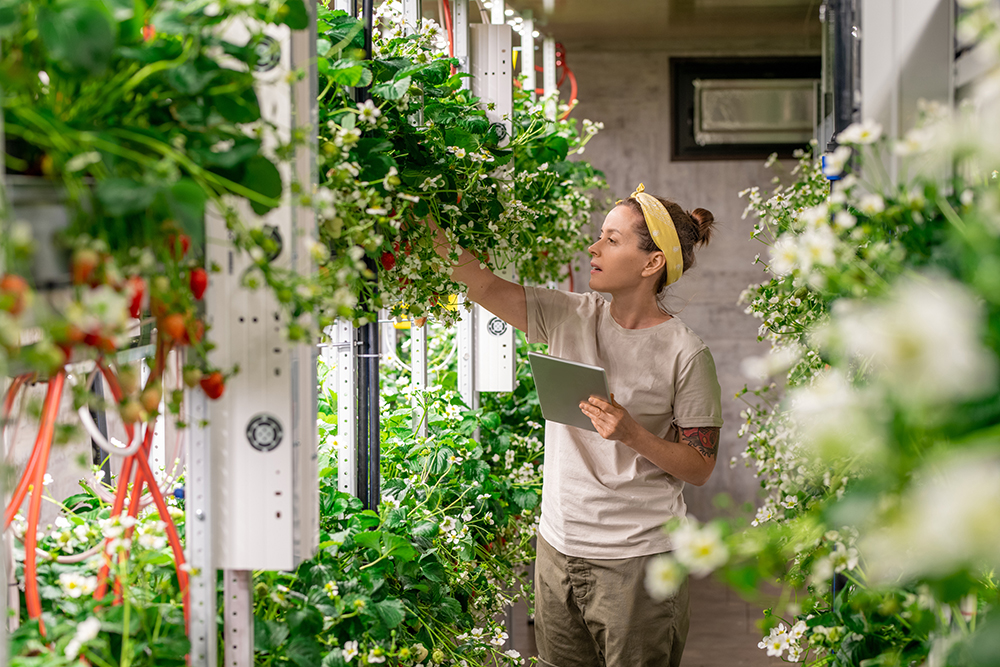 How Vertical Farming Helps Build More Sustainable Food Systems